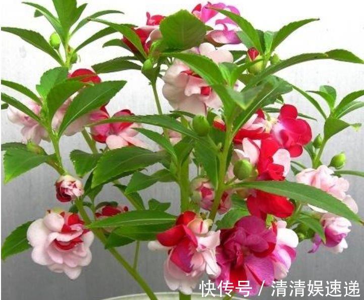 新手|最适合新手养的4种花,沾土就能活,名字好听,花更美