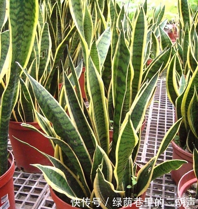 君子兰|花盆里埋点这东西,君子兰虎皮兰蹭蹭疯长,连虫子都不见了