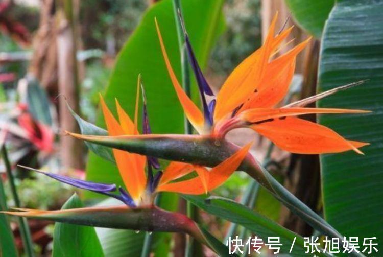 养花就养这几款,全年开花不停,花开爆盆美如花,枝头窜满花苞