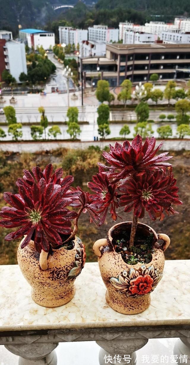 多肉中的“爆崽小能手”,无需砍头易群生,普货养成高级小老桩!