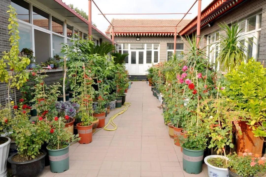 显摆一下我的家丨花开香满院,爱花人在自家庭院建小花园