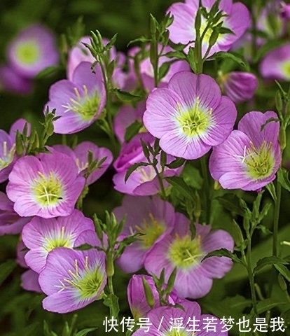 牵牛花|有院子可养“4种”皮实耐热的花，自播能力强，开成一片浪漫花海