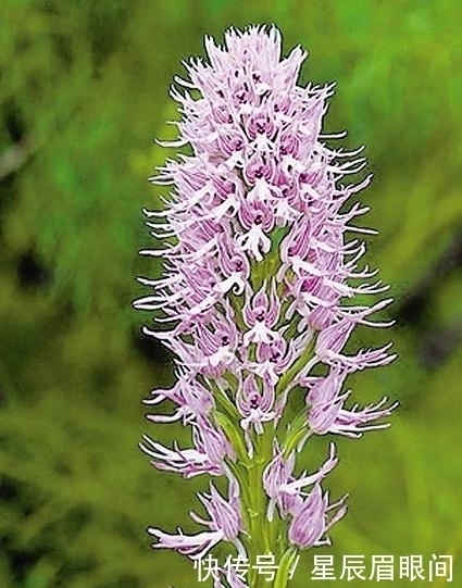 动物|花儿也疯狂,明明是花,就是不认输,非要长的和动物一模一样