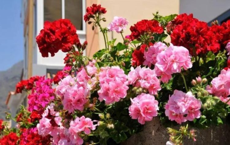 花卉|从5月23日开始,家养此款花卉,遇水就疯长,不怕养不活!