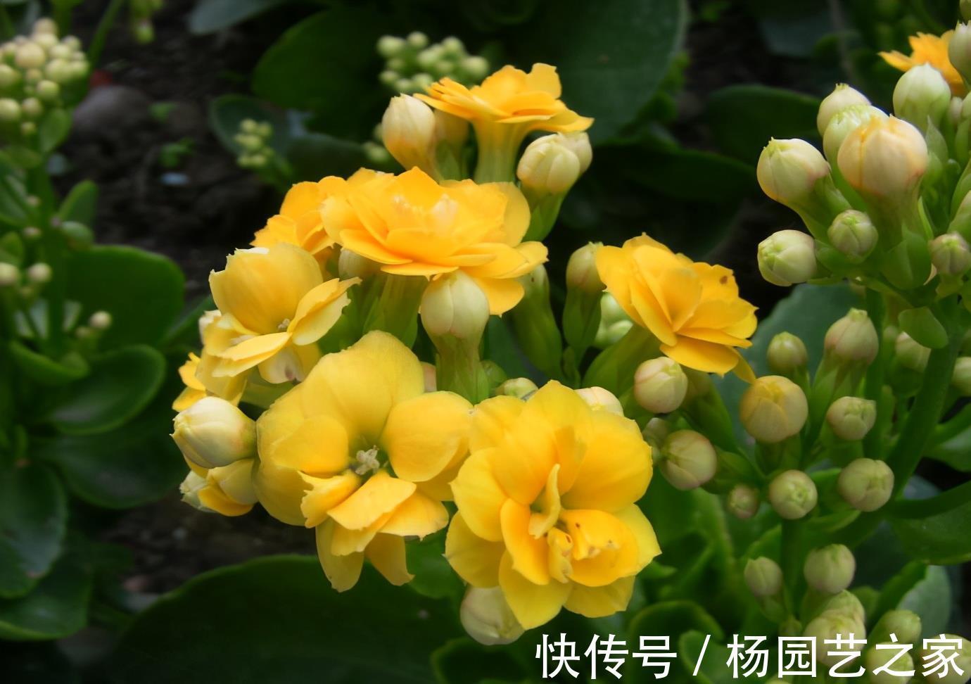 关键问题|长寿花夏季出现黑腐,解决3个关键问题,轻松度夏,入秋长势更好