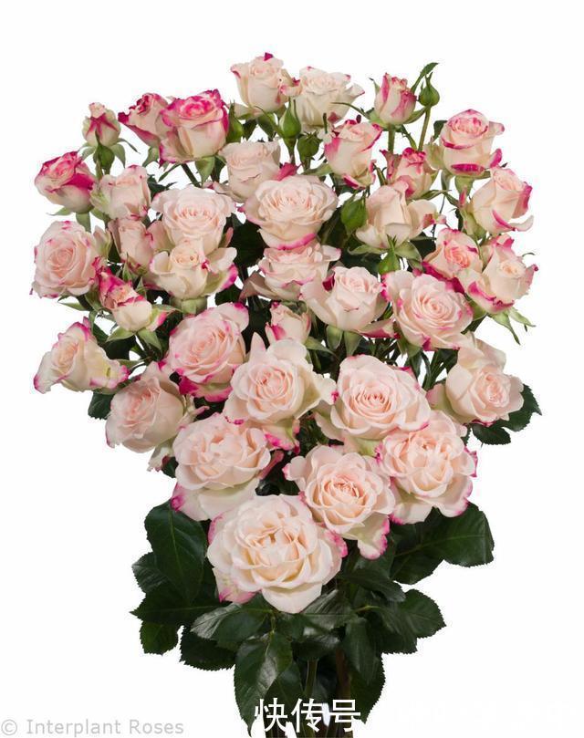 粉色|5款唯美粉色月季。美人如玉粉妆琢,粉色娇羞白如雪。抗病好养