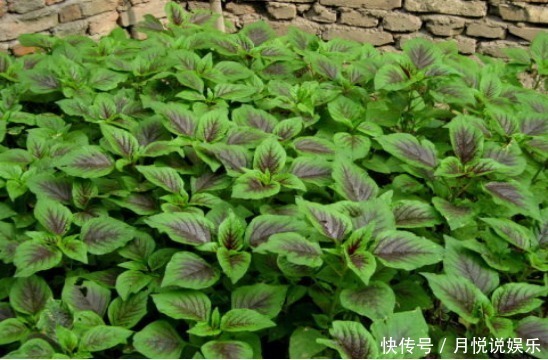 减肥|村民把这种长寿菜当宝贝，孩子吃了身体长的好！女人能减肥！