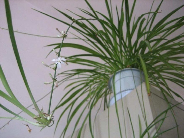 5种花卉，有水就能爆盆，不需要怎么打理，家居养花最合适了！