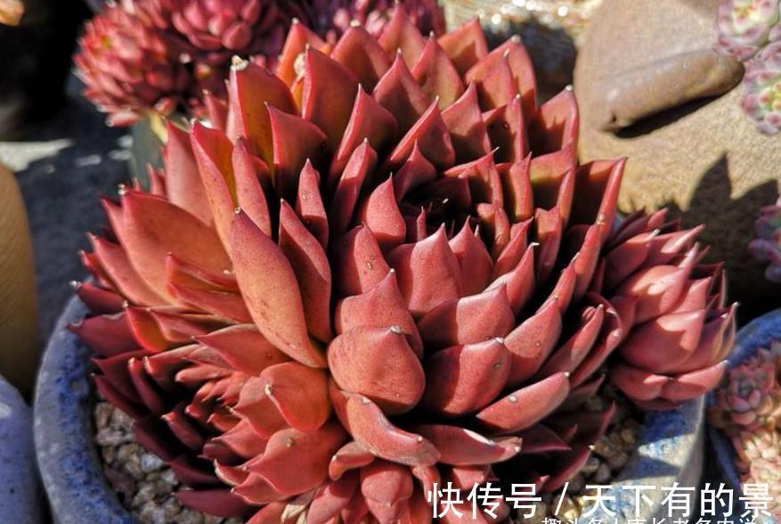 草原|没有草原我们也可以有野马——多肉野马东云，冬天红起来特别的野