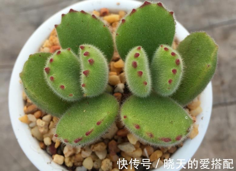 爆盆|养毛绒绒多肉熊童子,做到这4点,不掉叶,呼呼长爆盆