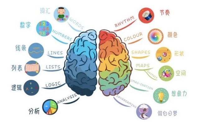 神经元|哈佛研究发现孩子一生有3次变聪明的机会,但并不是“初中”