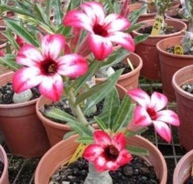 沙漠玫瑰这样养,鼓起“大象腿”,腿上“全营养”,开花也不瘦