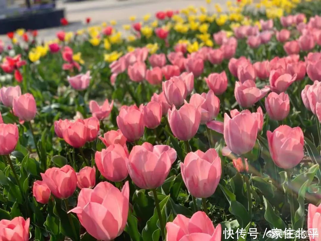 醉美花海！世界花后”正香飘京城，观赏面积超120000㎡！快去打卡