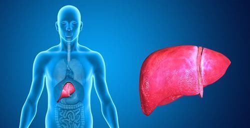 6种食物是天然“强肝王”,每天可劲儿吃,肝会一天比一天健康