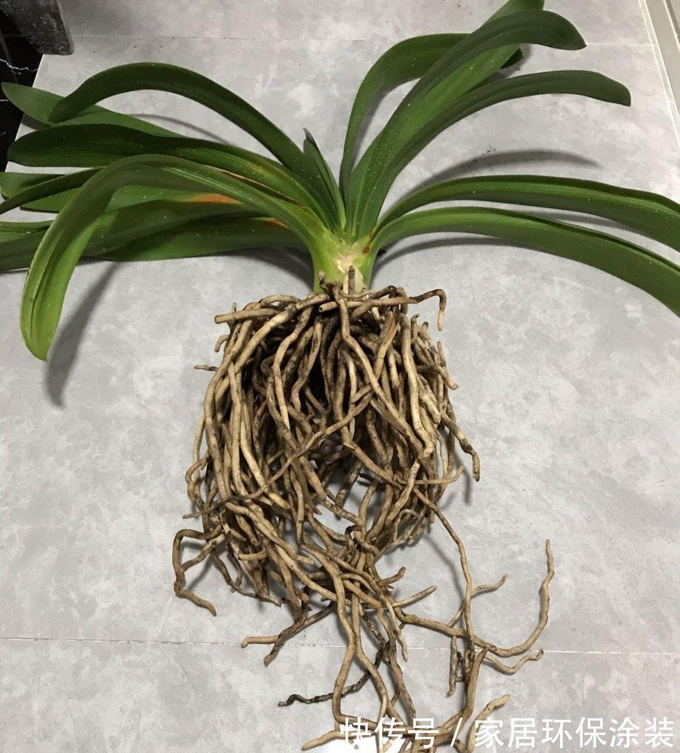 秋天|秋天别忘给君子兰换一次盆，根系壮实，叶子更多，花大色艳