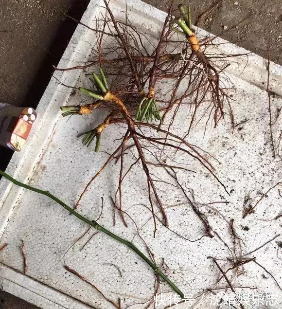 木香|月季养成树，开花一团团，轻松开成大花球，阳台也能养得好！