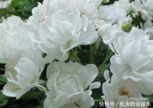 种花|公认最难养的三种花,堪称养一盆死一盆,新手千万慎重