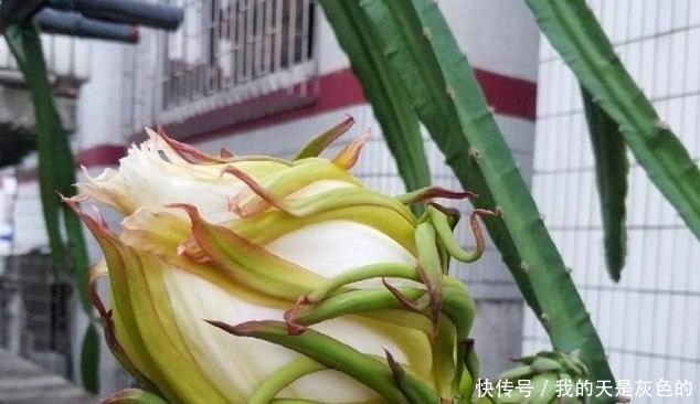 火龙果|4种水果核,撒到小花盆,一个月变精致小盆栽,还能养开花