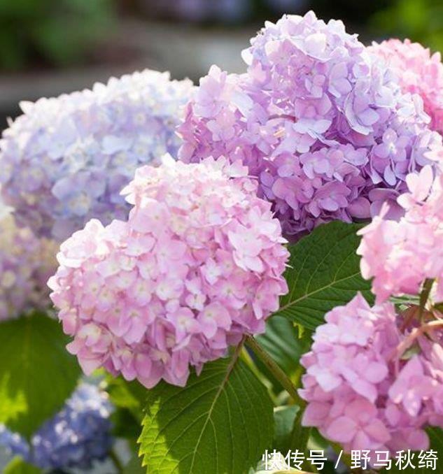 水果香|阳台养上“4种花”,花色多、花期长,美得倾国倾城,绚丽多彩