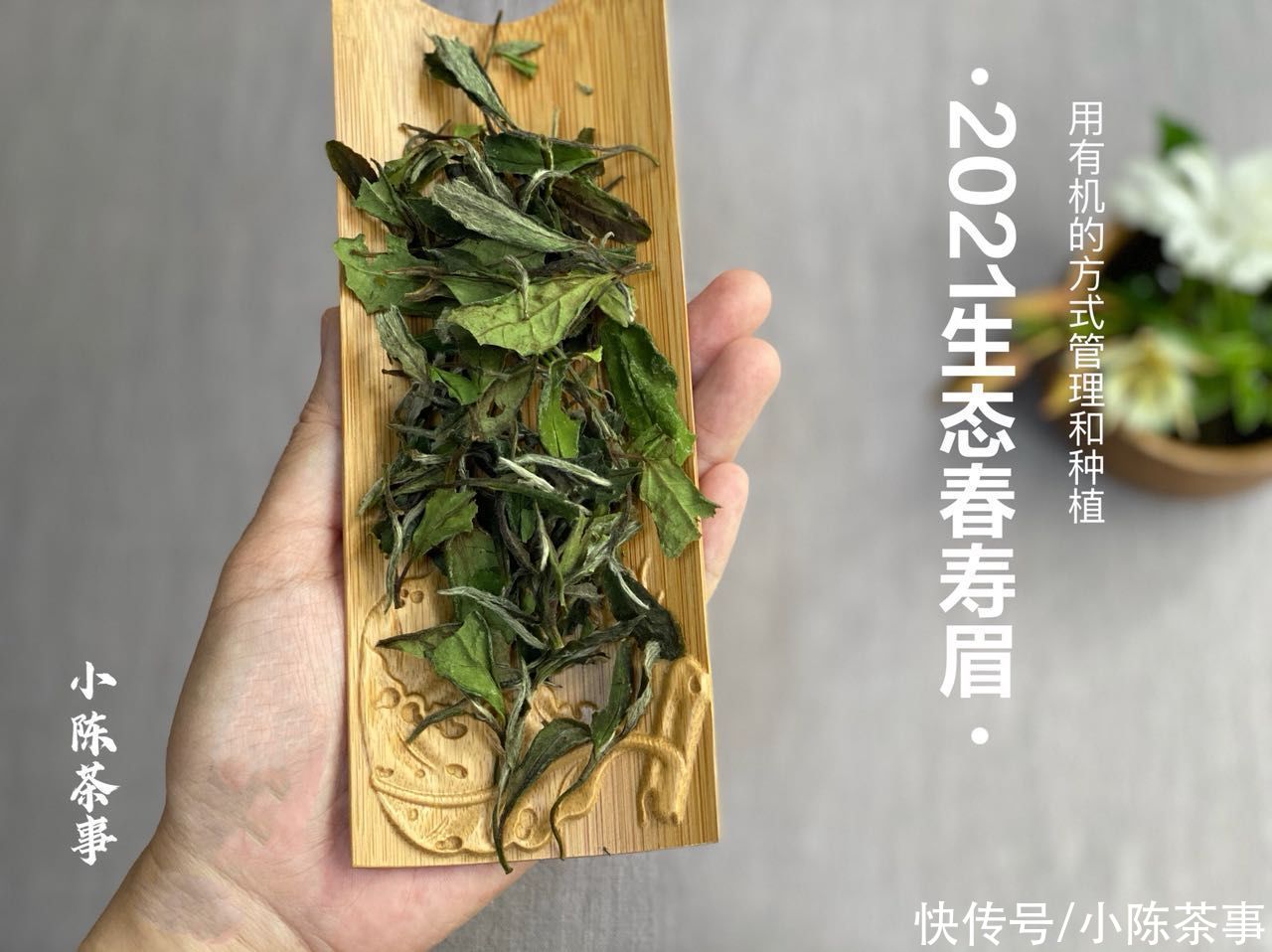 梅子味|如何光明正大卖掉堆积的劣质白茶？掌柜有新套路，已经骗了不少人