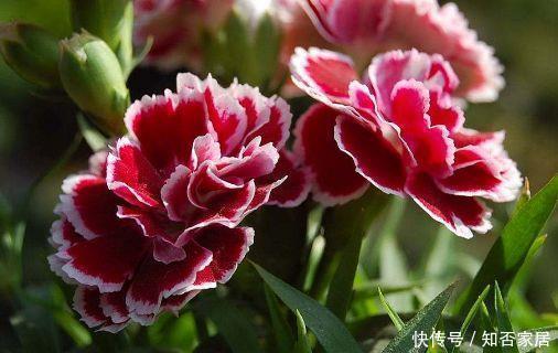 此花人见人爱,,仙气十足,养在家里朝气蓬勃,美极了