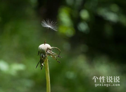 赞美秋菊的经典诗句