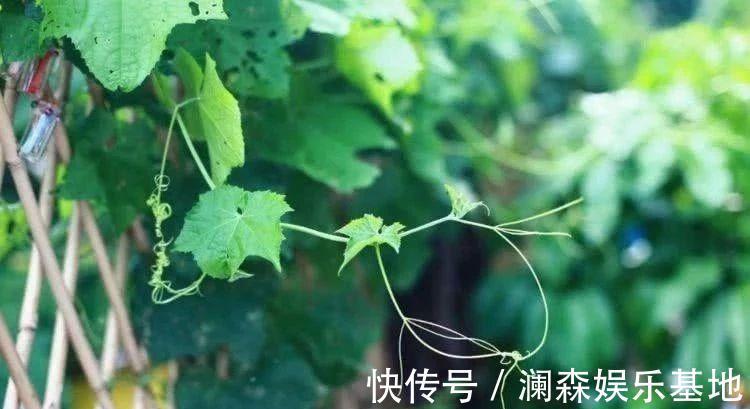 食疗方|30个民间流传已久的特效食疗方,取材易花钱少,1剂见效2剂根治