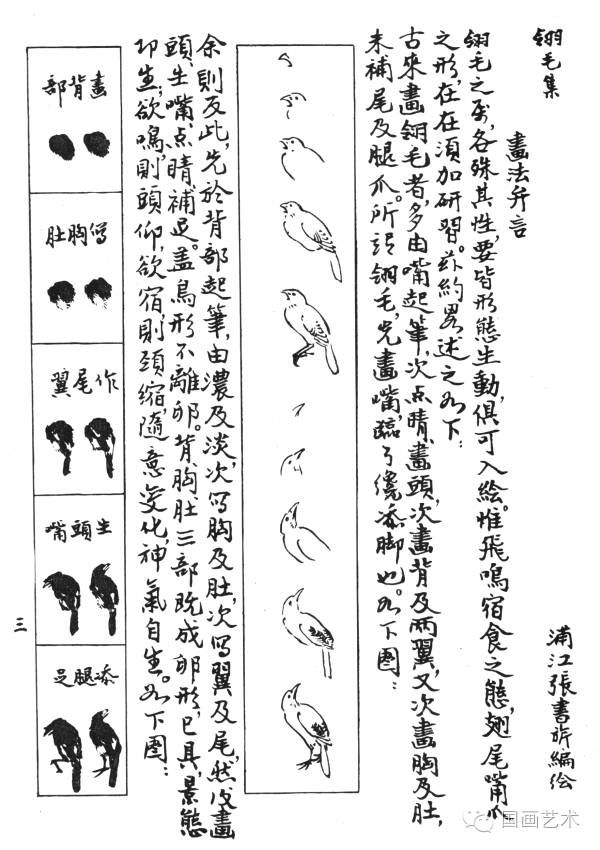 吕凤子|张书旂《翎毛集》分享，原来写意禽鸟是这样画出来的