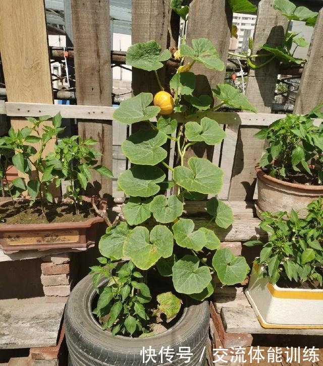 把菜种自家墙上,多得吃不完,太震撼!