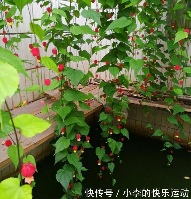 此种花期最长的花,一年365天都在开,好看又吉祥