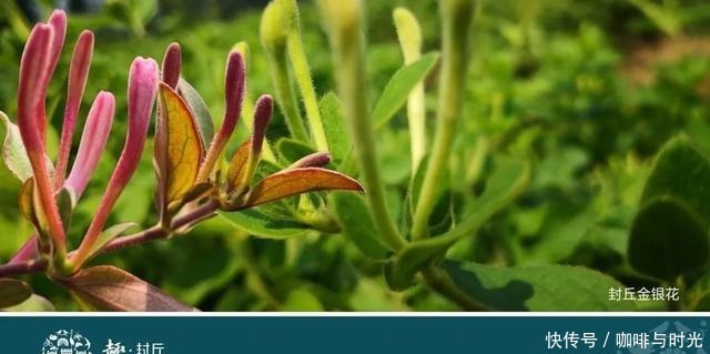 舌尖上的河南之新乡封丘来了!