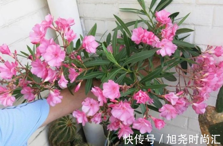 曼陀罗花|5种花“有毒”，别在室内养，尤其第2种，再漂亮也别养，全株有毒