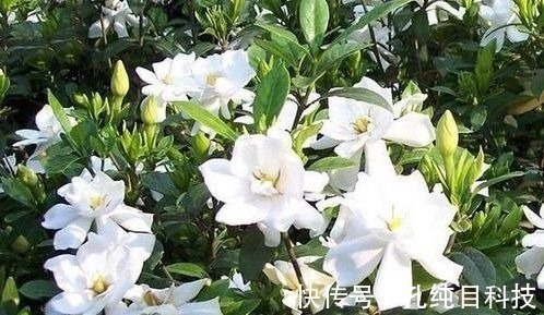 春夏秋冬|5种花适合夏天养，开花爆盆花期长，繁花似锦，花色美轮美奂