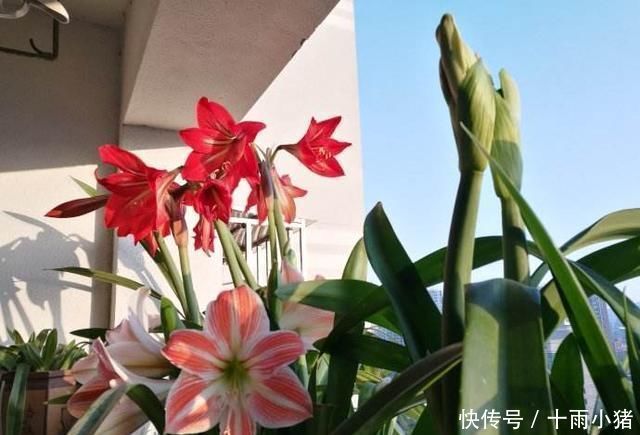 开花|朱顶红开花之后,一个“小动作”,又开一茬花,花大色艳特别美