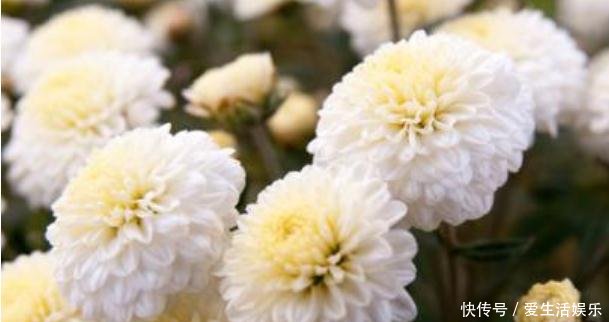 喜欢菊花 不如养盆杭菊 四季常开 好养好看 美丽怡人 快资讯