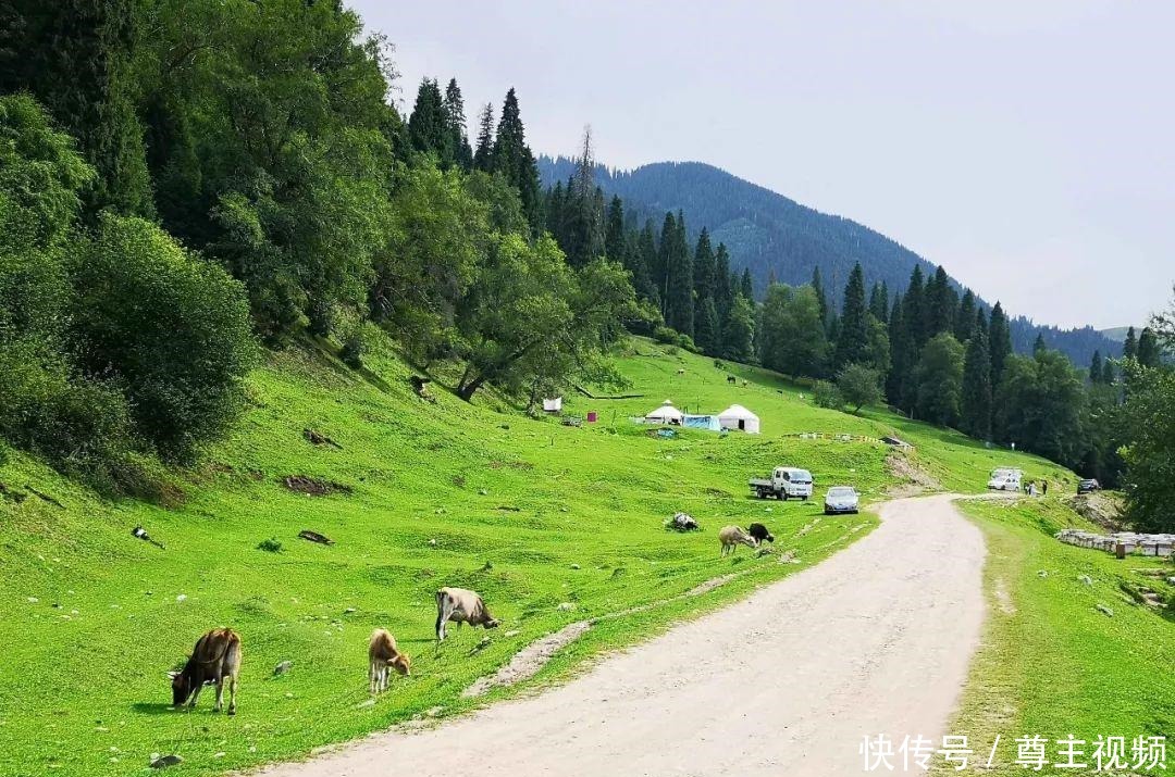 喝牛奶|广东女孩到新疆旅游，在天山下牧民村呆了半个月，每天喝牛奶吃馕