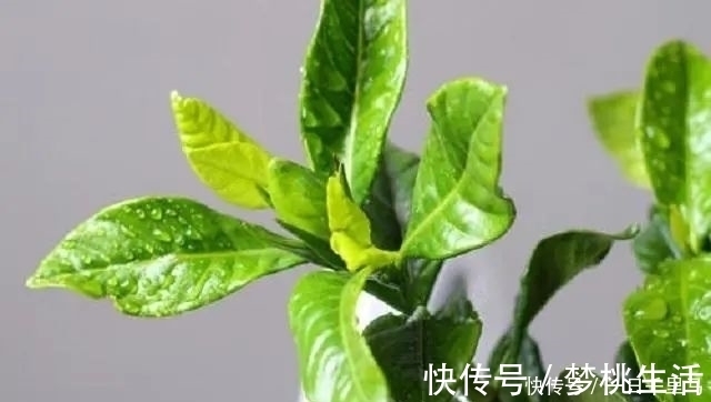 养花3大“营养液”,养花时浇对了,就算不施肥,花卉长势也极佳