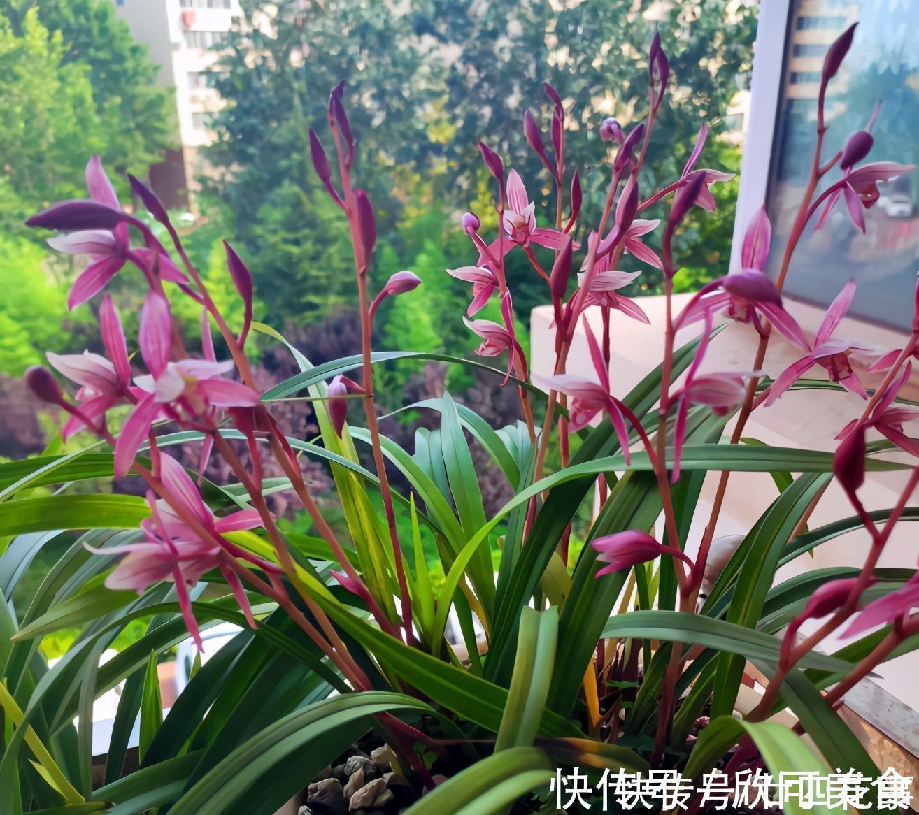 蕙兰|这花公认难养,冬天室内要注意,放外面冻20天,开花多又香