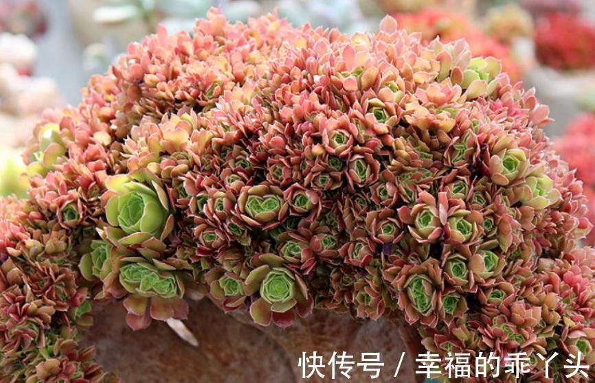 养殖老桩多肉法师,天冷小心这4点,新芽蹭蹭窜