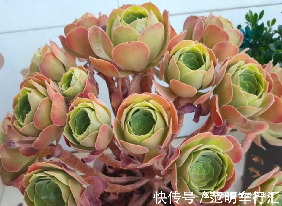 法师系多肉哪些品种不好度夏？听说带锦的法师都不好度夏是吗？