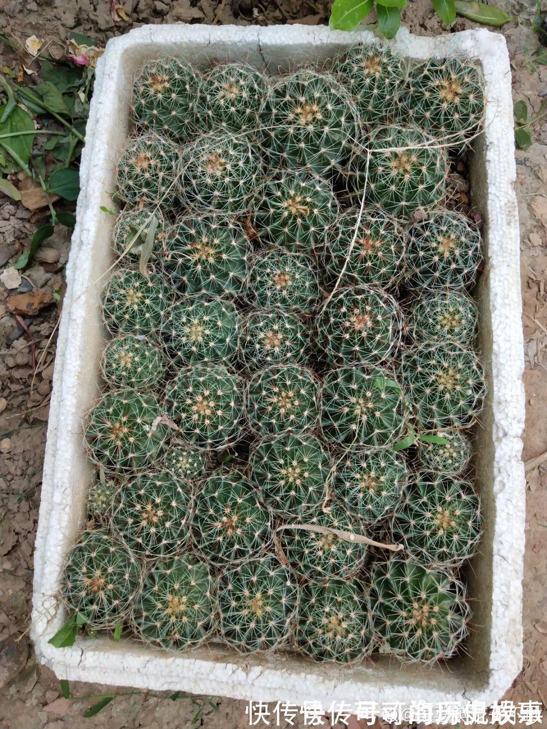 静夜静夜|6种多肉太难养,赶紧留个种,省得每年都要重新买!