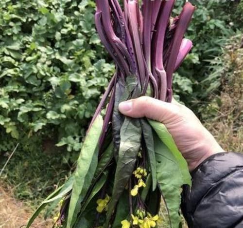 女性想要身体好，常吃三种食物，促进食欲，气色越来越好