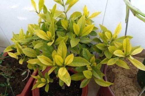 地域性|3种花再喜欢,也别轻易买,虽然很漂亮,但能“养活”的人不多