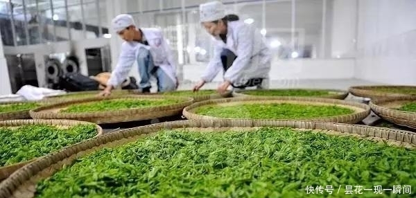 云雾|喝茶养生:国人不可不知的4大名茶我认识2种你呢?