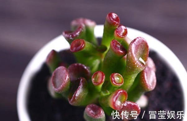 叶花月|多肉筒叶花月如何养教你3个妙招,叶片翠绿光泽,越长越旺!