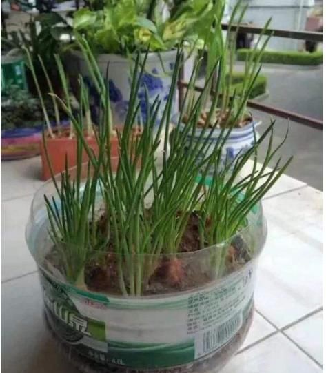 矿泉水瓶|家里的小瓶、小罐别扔了,拿来养花,真是太养眼了!