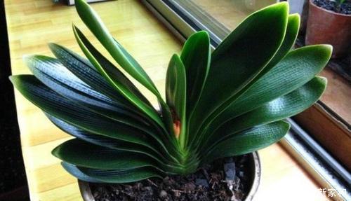 腐叶土|张大爷养花只用一种土,君子兰年年能开花,根壮叶片长得旺!