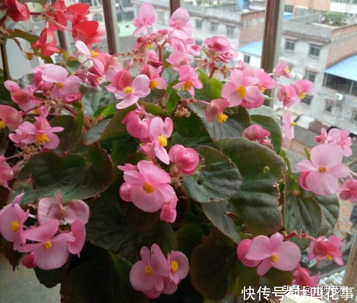 6种喜阴花，就怕太阳直晒，夏天来临之前，要及时转移