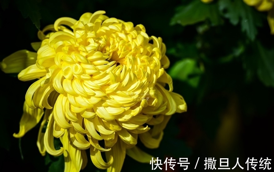 中国十大名花,谁排名第一?