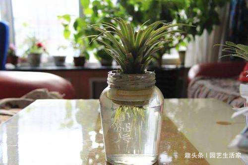 吃剩的菠萝头别扔,不用土,插水里就活,一年还能结出菠萝来!